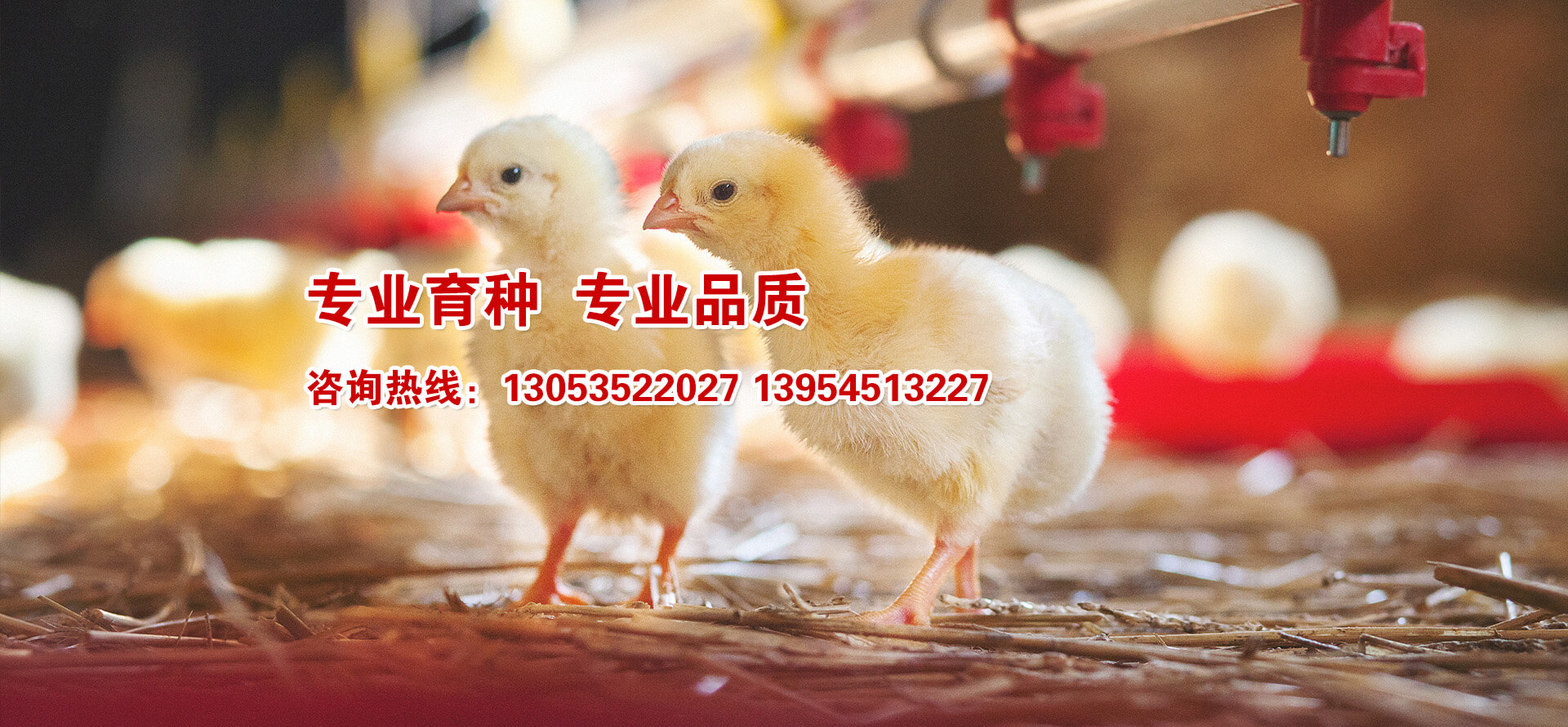 海陽鴻牧種雞有(yǒu)限公司