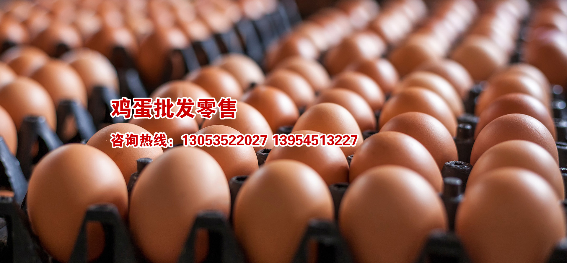 海陽鴻牧種雞有(yǒu)限公司